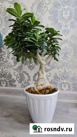 Адениум Юлий Цезарь Волгоград - изображение 1