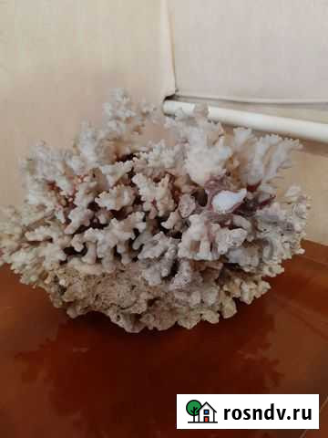 Большой коралл Подольск - изображение 1