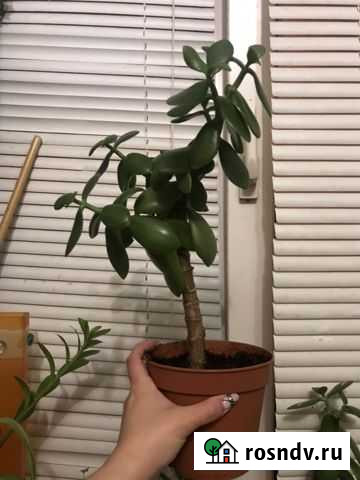 Толстянка Мурино - изображение 1