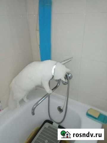 Кот турецкая ангора Калининград - изображение 1