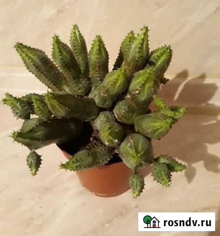 Кактусы Белгород - изображение 1