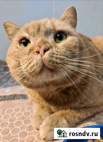 Прекрасный котик Саймон ищет хозяев Новосибирск - изображение 1