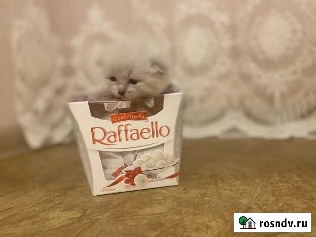 Шотладские котята Казань - изображение 1