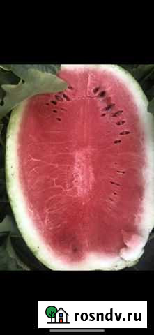 Продаю семена арбуза Каристан холодок Быково - изображение 1