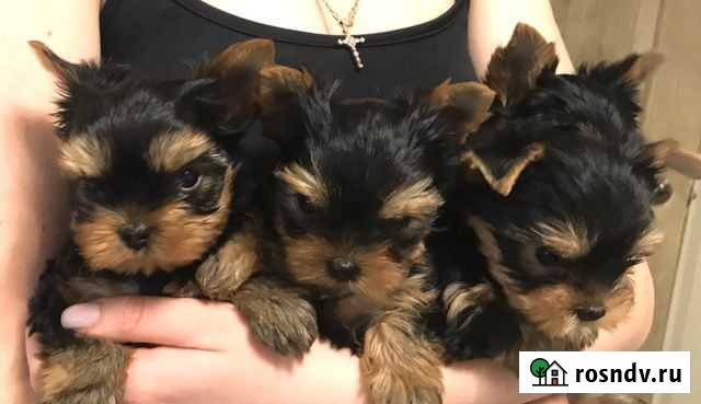 Детки ждут своих родителей Ялта - изображение 1