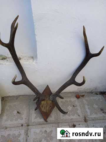 Рога оленя Ульяновск - изображение 1