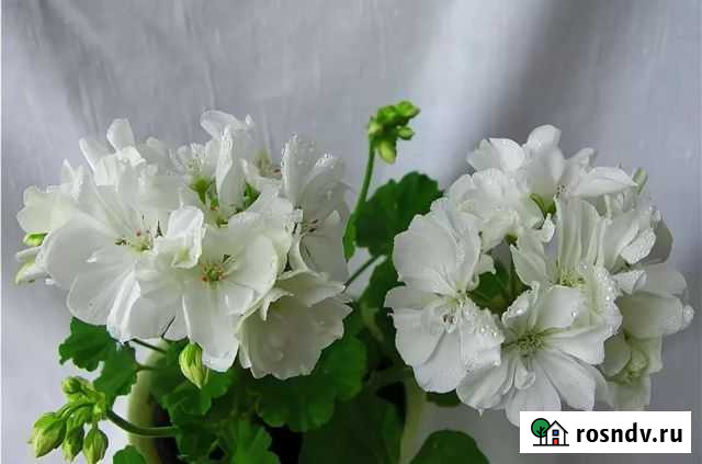 Пеларгония душистая Благовещенск - изображение 1