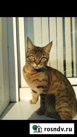 Бенгальская кошка бесплатно Ивантеевка - изображение 1