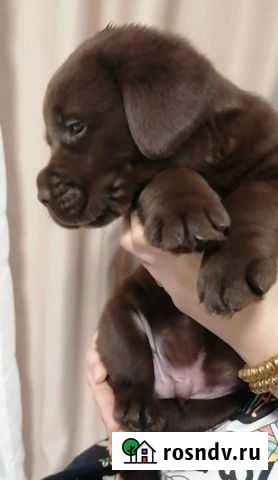 Лабрадор Анапа - изображение 1