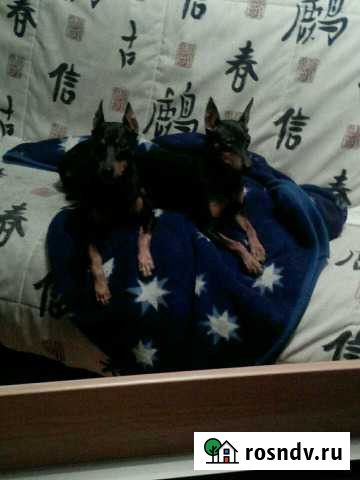 Щенки цвергпинчера Санкт-Петербург - изображение 1