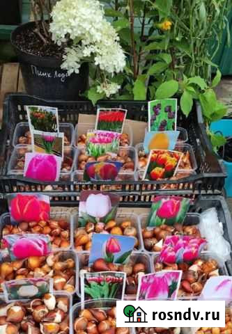 Луковица тюльпанов после выгонки Краснодар - изображение 1