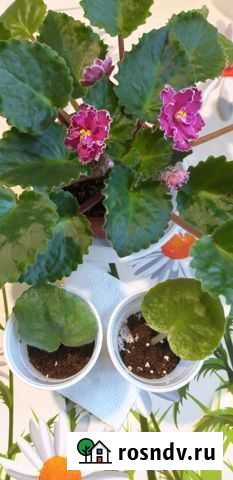 Фиалки Симферополь - изображение 1