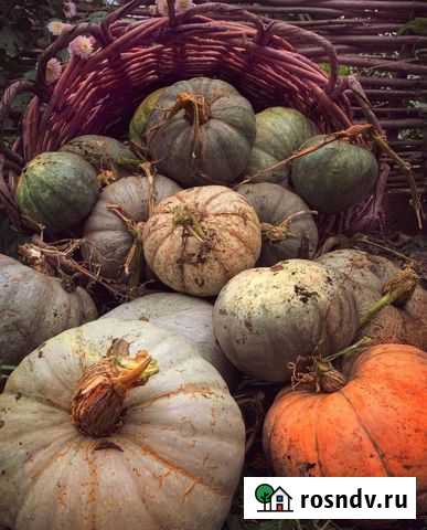 Тыква Иловля - изображение 1