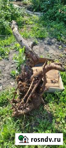 Корень яблони Омск - изображение 1