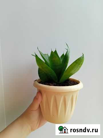 Сансевиерия Ханни Нижний Новгород - изображение 1