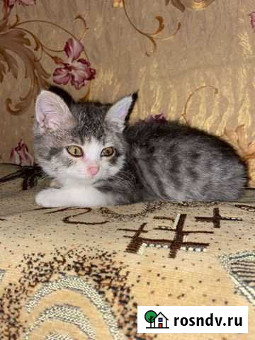 Котенок Острогожск - изображение 1