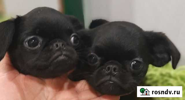 Брабансоны и бельгийские гриффоны РКФ Екатеринбург - изображение 1