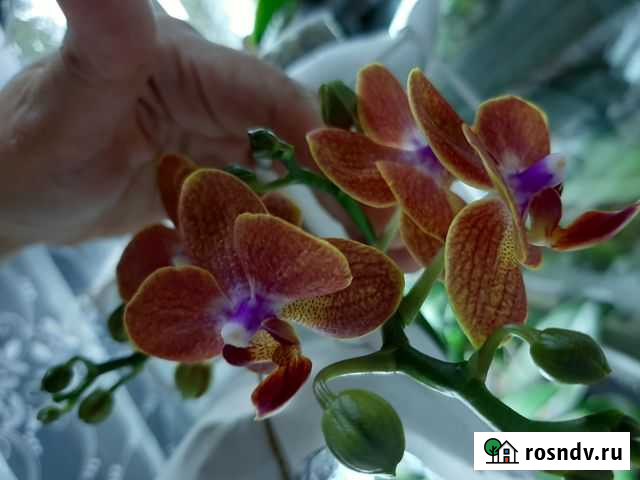 Орхидея фаленопсис. Оранжевая мультифлора Тула - изображение 1