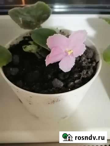 Продам Фиалку Дивногорск - изображение 1