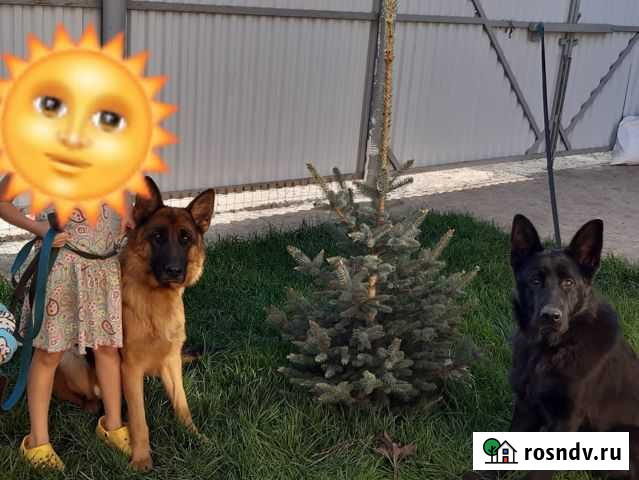 Щенки немецкой овчарки Альметьевск - изображение 1