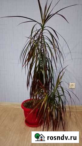 Драцена, монстера Бердск - изображение 1