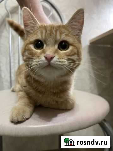 Котенок Воронеж - изображение 1