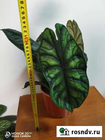 Алоказия, Dragon Scale Екатеринбург - изображение 1