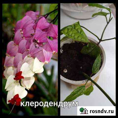 Клеродендрум Владимир