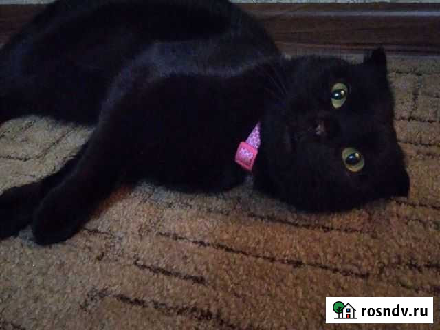 Британская вислоухая кошка Нальчик - изображение 1