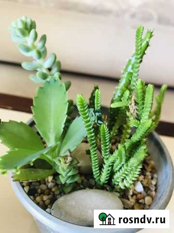 Кактусы ассорти Севастополь - изображение 1