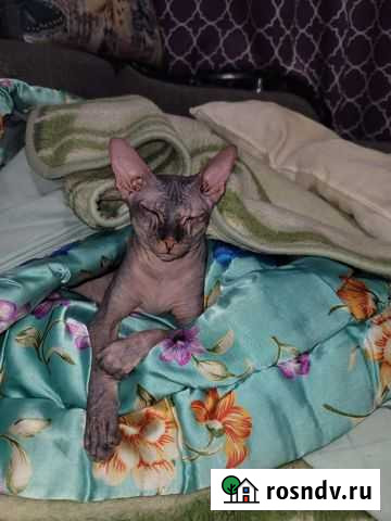 Донской сфинкс вязка Краснокамск - изображение 1