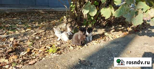 Кошки Славянск-на-Кубани - изображение 1