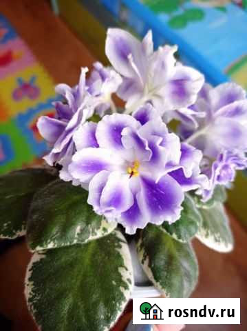 Фиалка Нижний Новгород - изображение 1