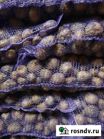 Картофель ривьера Джанкой - изображение 1