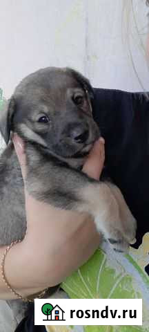 Собака в добрые руки щенок Северская - изображение 1