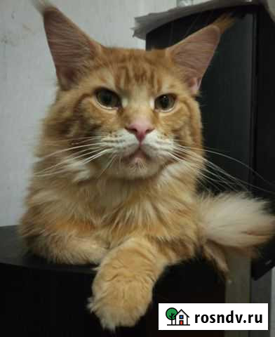 Кот вязка Черноморский - изображение 1