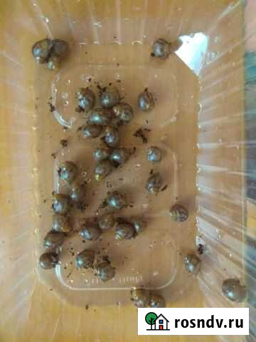 Улитки ахатины Набережные Челны - изображение 1