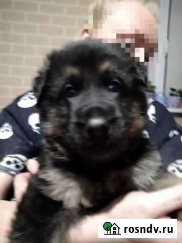 Щенки немецкой овчарки Речицы - изображение 1