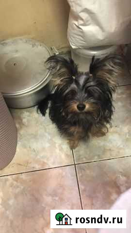 Собака Кропоткин - изображение 1