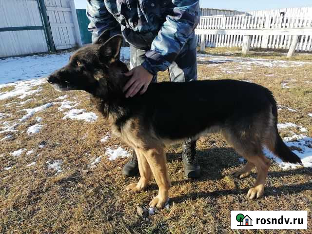 Собака Чита - изображение 1