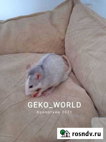 Крыса Кропоткин - изображение 1
