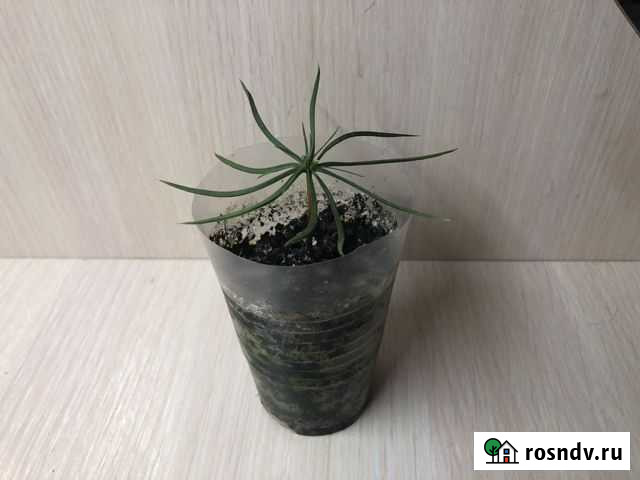 Кедр Сибирский Дзержинск - изображение 1