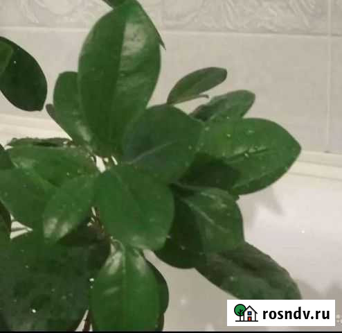 Фикус Микрокарпа взрослое растение Рязань - изображение 1