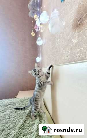 Шотландские котята Благовещенск - изображение 1