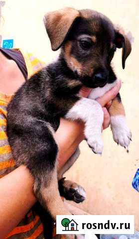 Щенки в дар Пермь - изображение 1