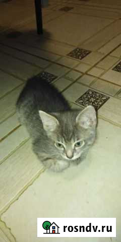 Кошки Иваново - изображение 1