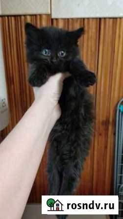 Котятки подарки Сызрань - изображение 1