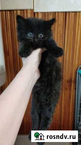 Котятки подарки Сызрань - изображение 1