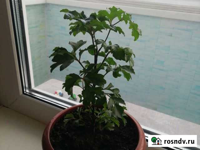 Полисциас Искитим - изображение 1