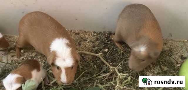 Морские свинки взрослые Видное - изображение 1